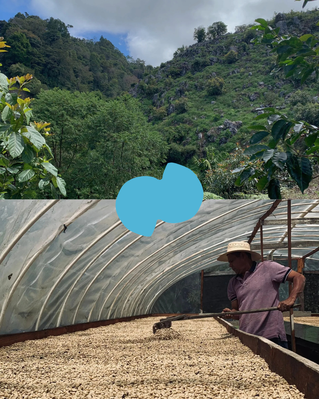 El Paraìso [Parainema Washed] Honduras
