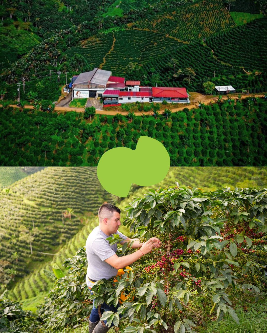 Las Flores [Java Anaerobic Washed] Colombia
