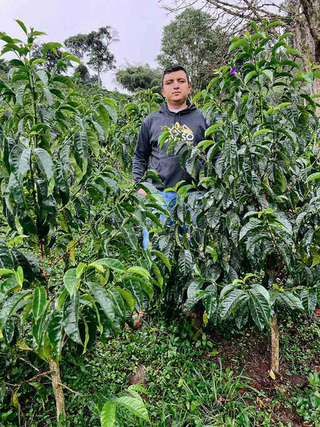 El Diviso [Typica Mejorado Advanced Natural] Colombia